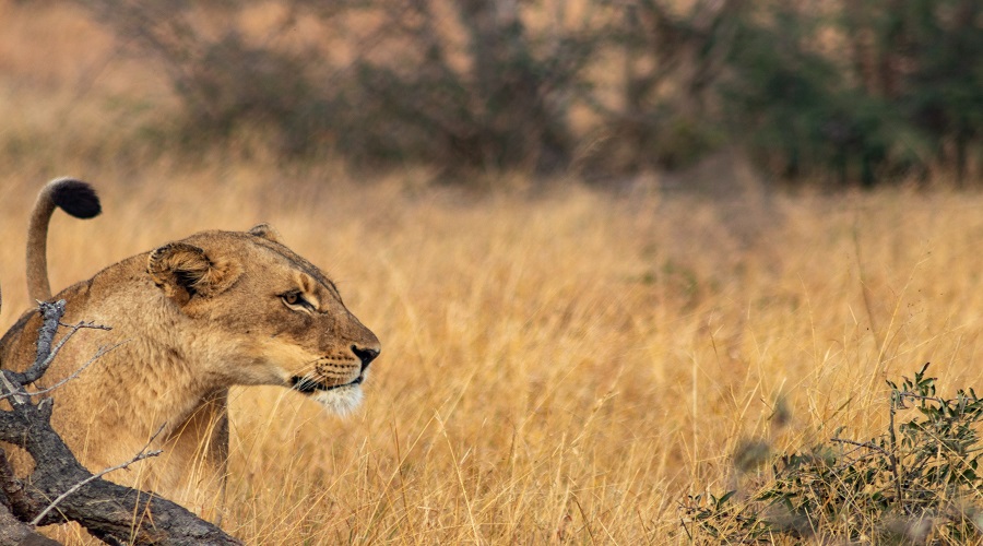 8 day tanzania luxury lodge safari with zanzibar extension
